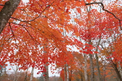 紅葉3