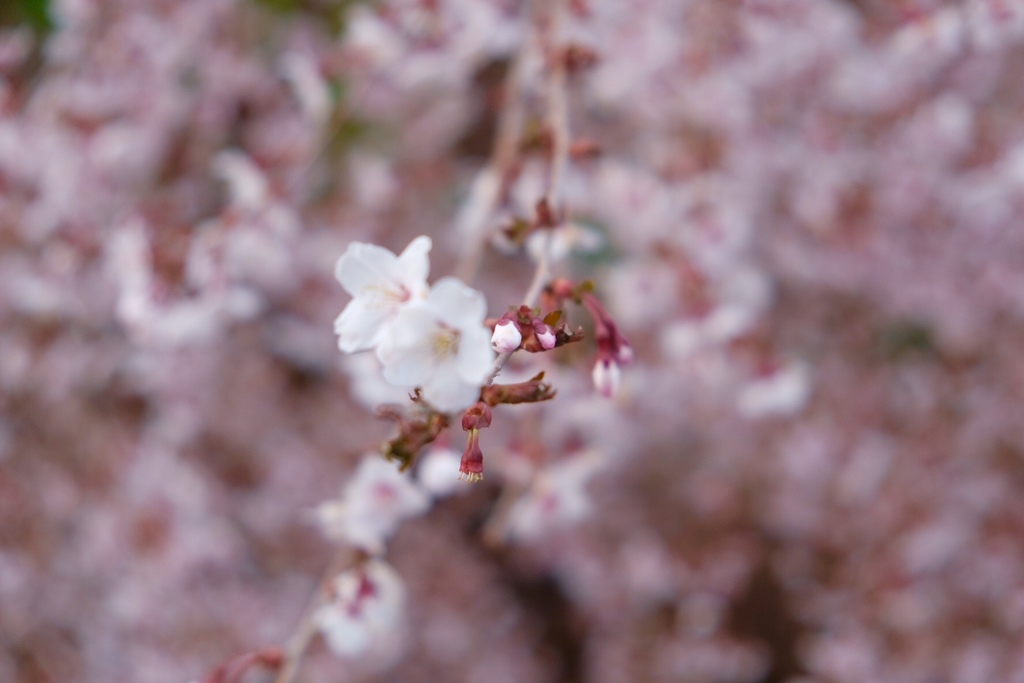 千島桜満開