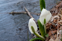 水芭蕉2