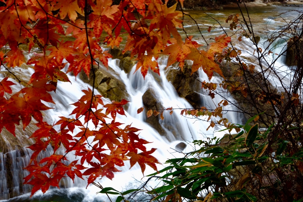紅葉5