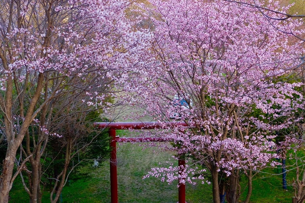 山桜