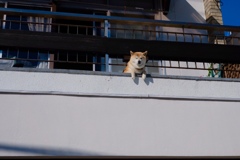 居眠り