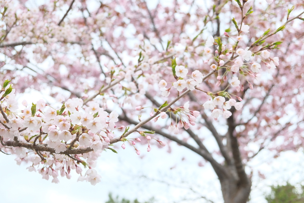 サクランボの花と桜
