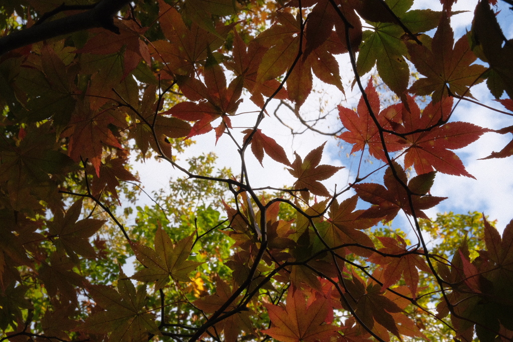 紅葉2