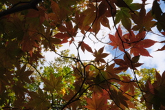 紅葉2