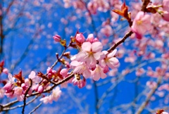 青天