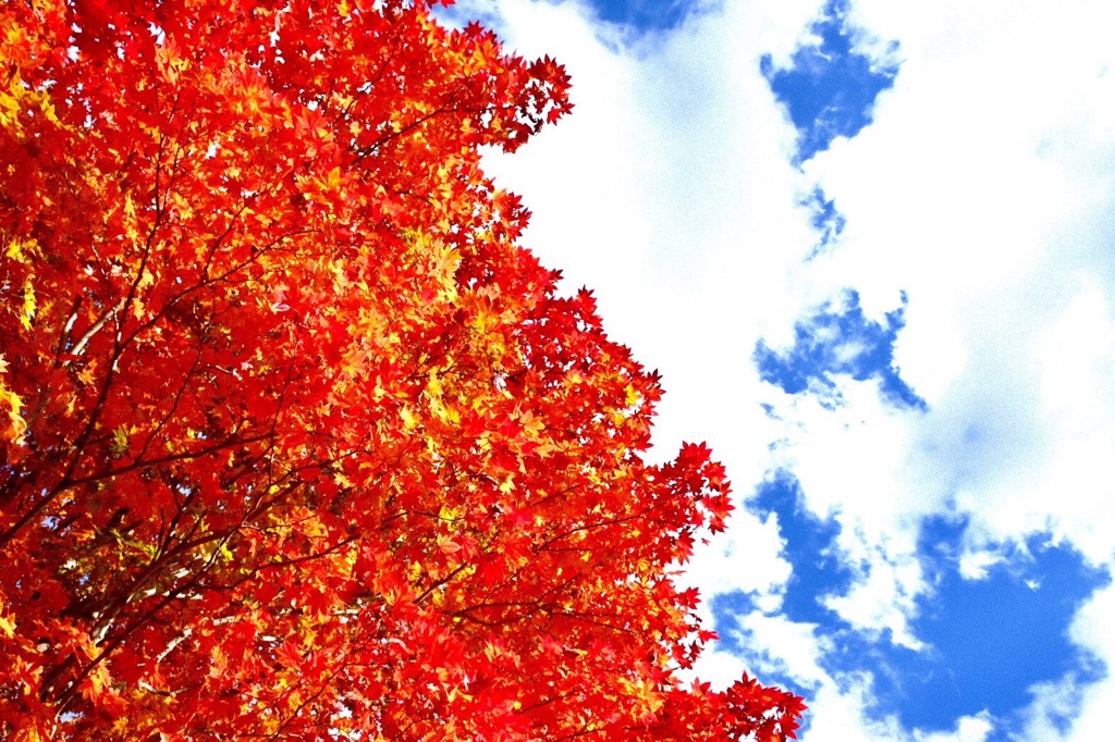 紅葉
