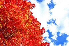 紅葉
