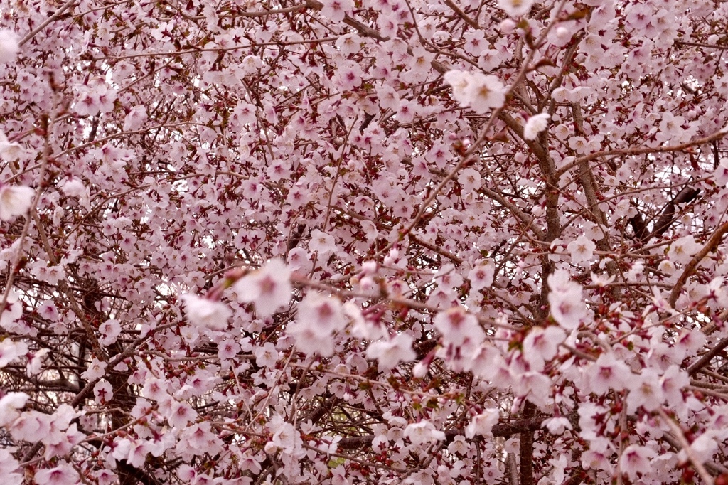 千島桜満開