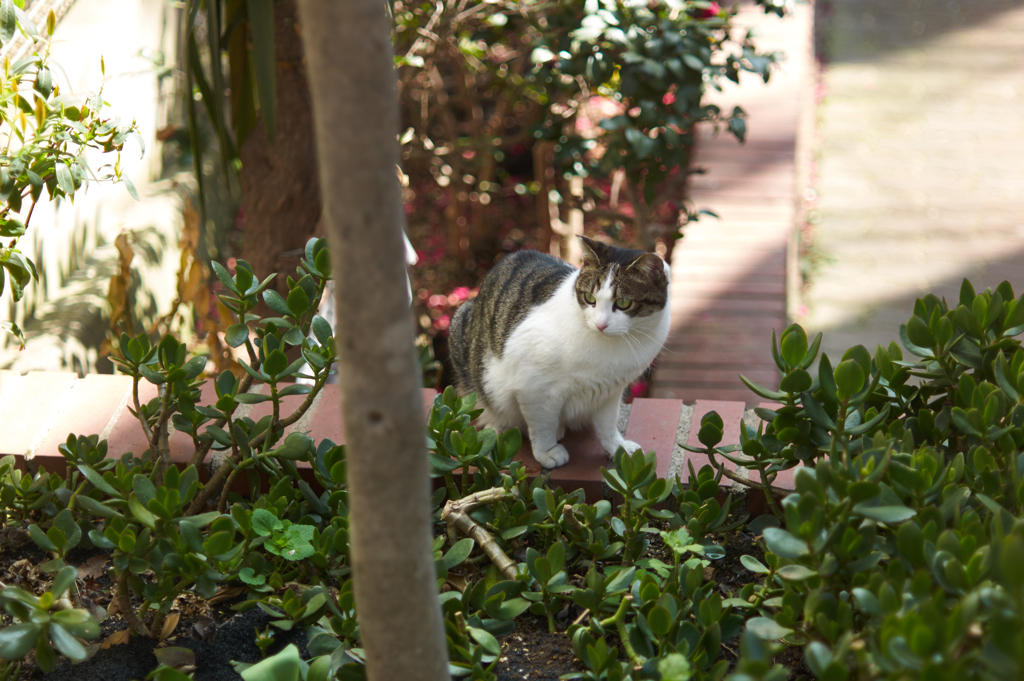 2018.3.12　神戸中央区　三四公園の猫