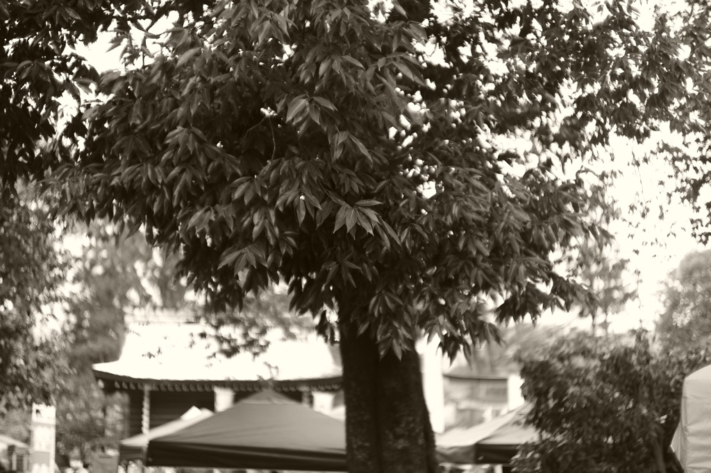 M9-P 上賀茂神社