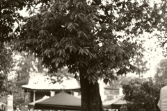 M9-P 上賀茂神社