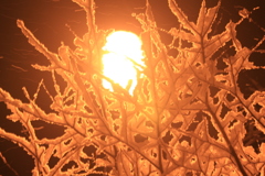 樹氷