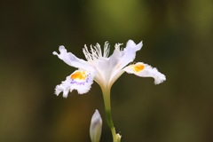 京都府立植物園