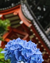 紫陽花