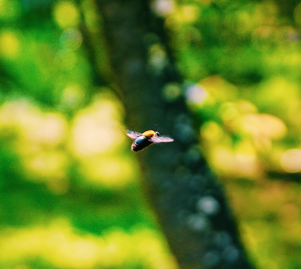 熊蜂