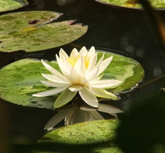 山田池公園