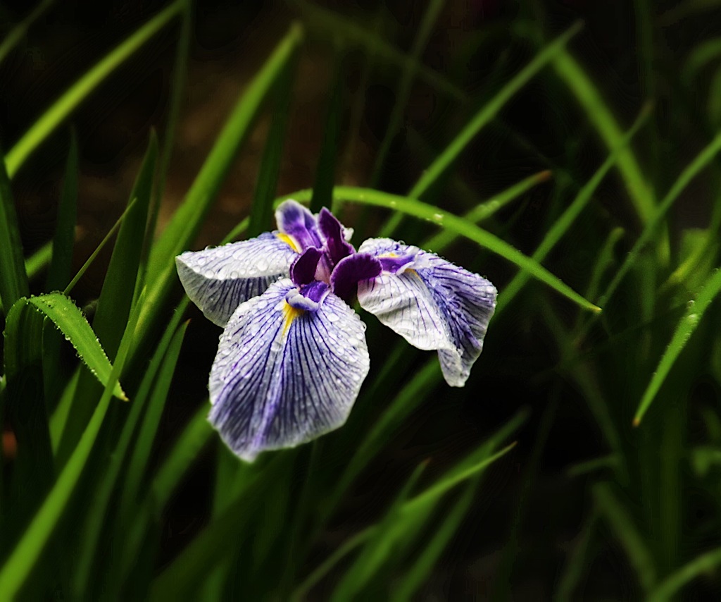 菖蒲