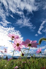 青空と秋桜