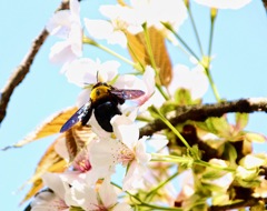 熊蜂