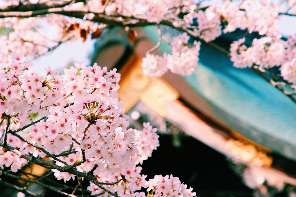 大覚寺
