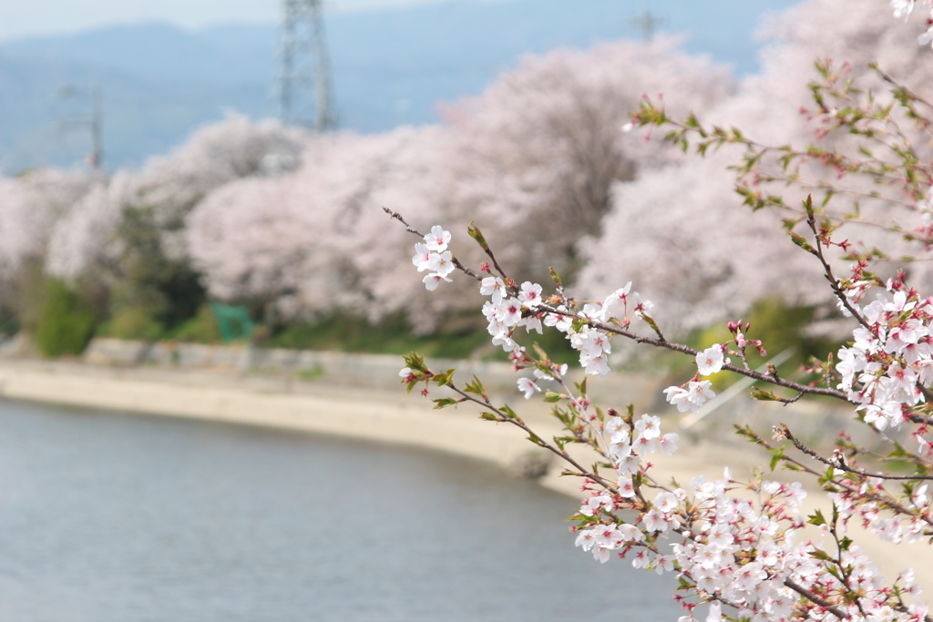 前川堤