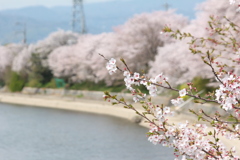 前川堤