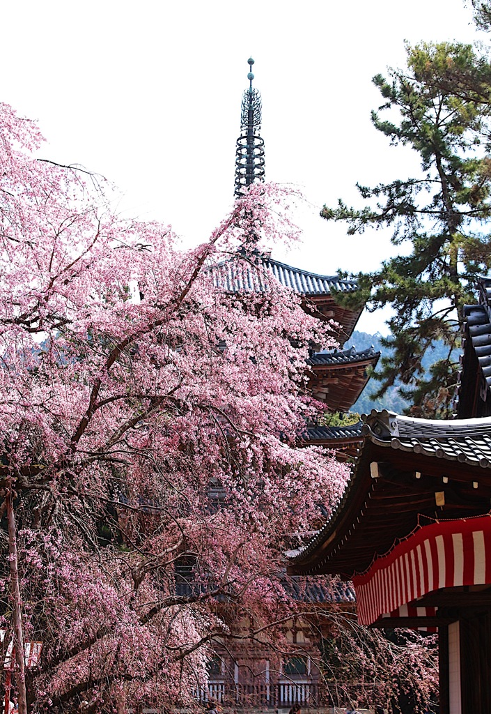 醍醐寺