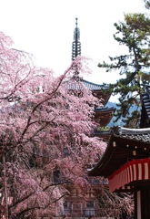 醍醐寺