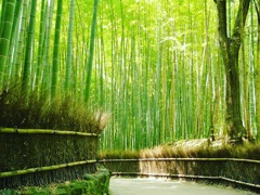 京都/竹林