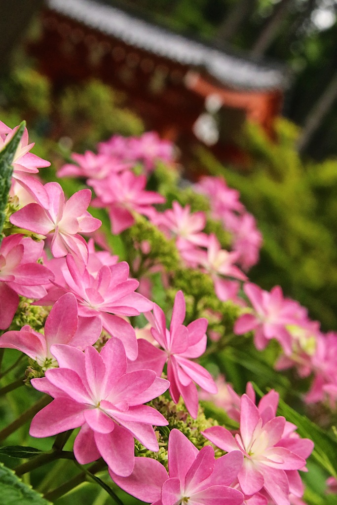 額紫陽花