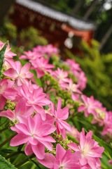 額紫陽花