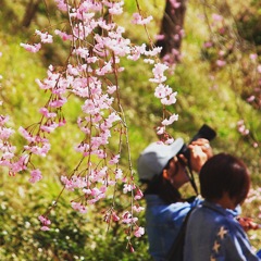 桜に夢中。