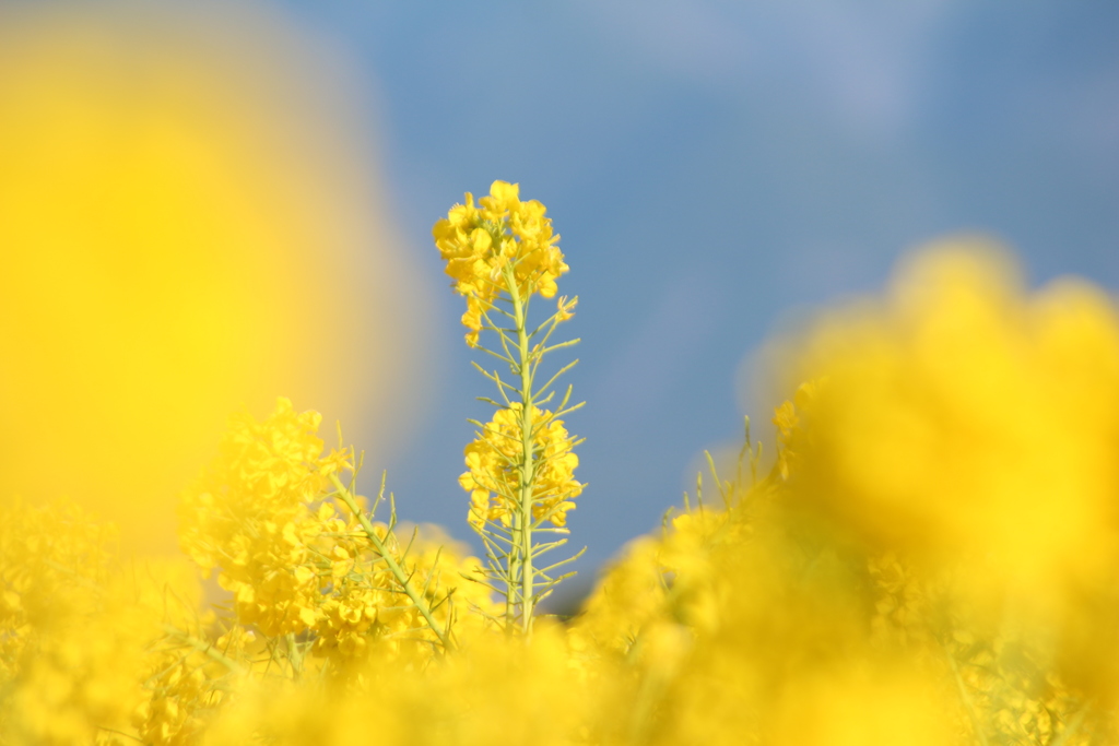 菜の花畑