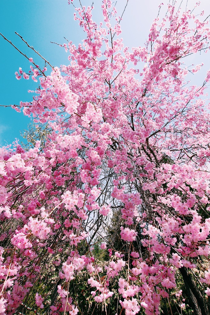 mihomuseum枝垂れ桜