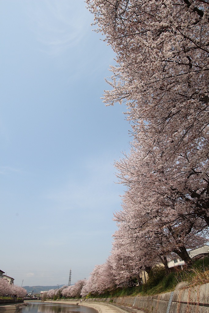 前川堤