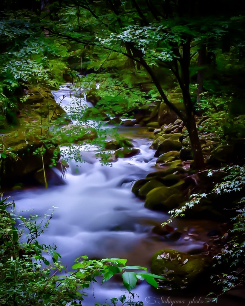 癒しの森