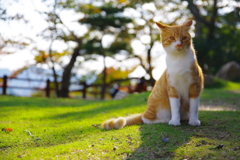 尾道INザキャット