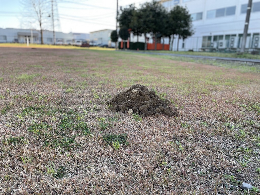 もぐらたたき大会やっちゃうよ～