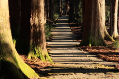 夕暮れの参道