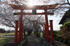 鳥居と桜