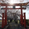 鳥居と桜