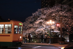 満開桜と市電