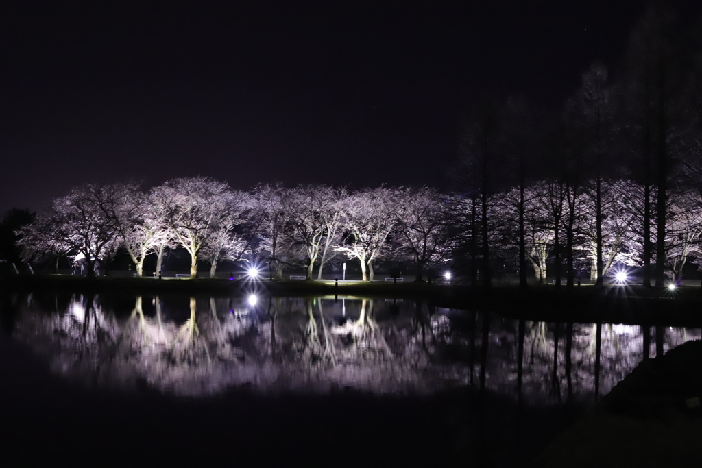 夜桜まだまだやね