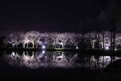 夜桜まだまだやね