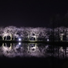 夜桜まだまだやね