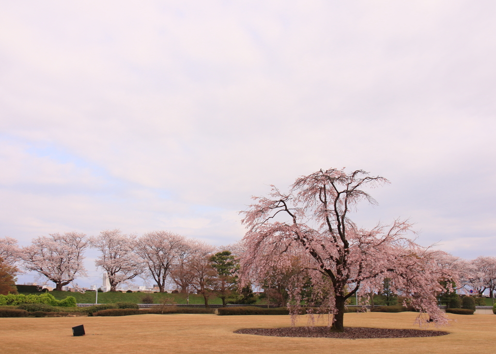 枝垂れ桜