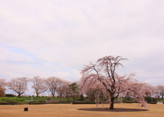 枝垂れ桜