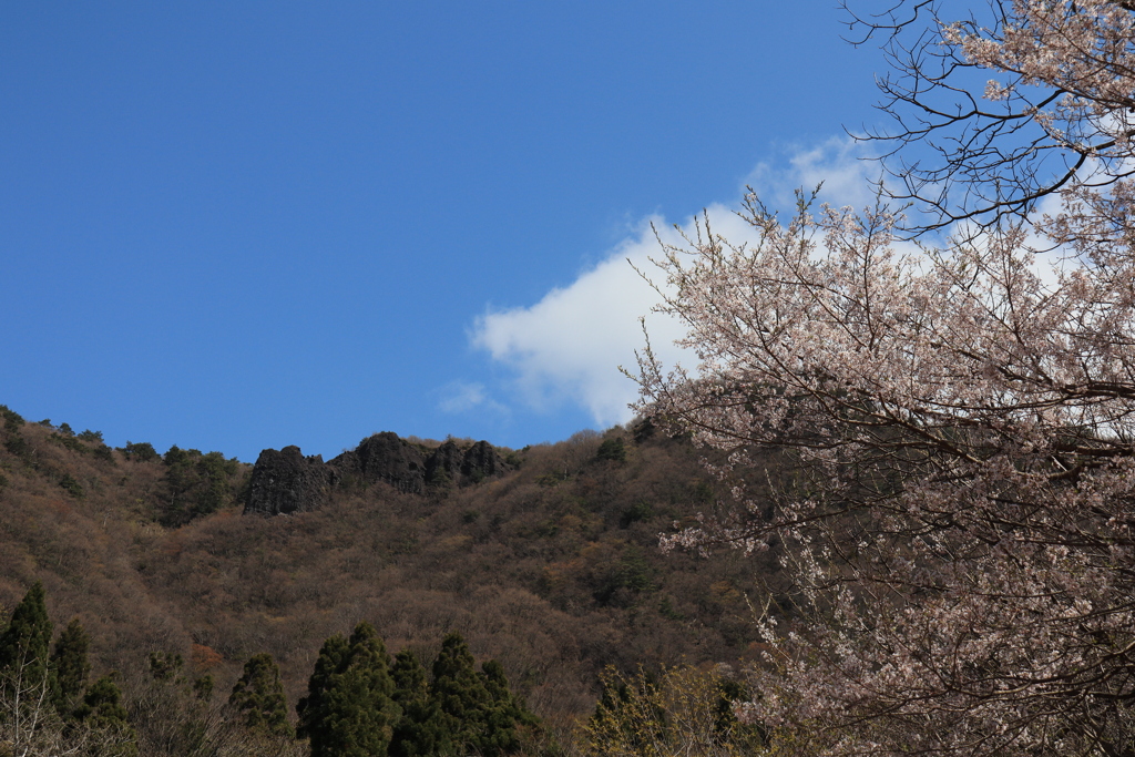 獅子ヶ鼻岩と山桜