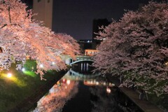 満開夜桜と市電　